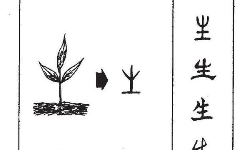 白胡椒的功效与禁忌-白胡椒的功效与作用危害-黑胡椒的功效,中国白胡椒的功效网站